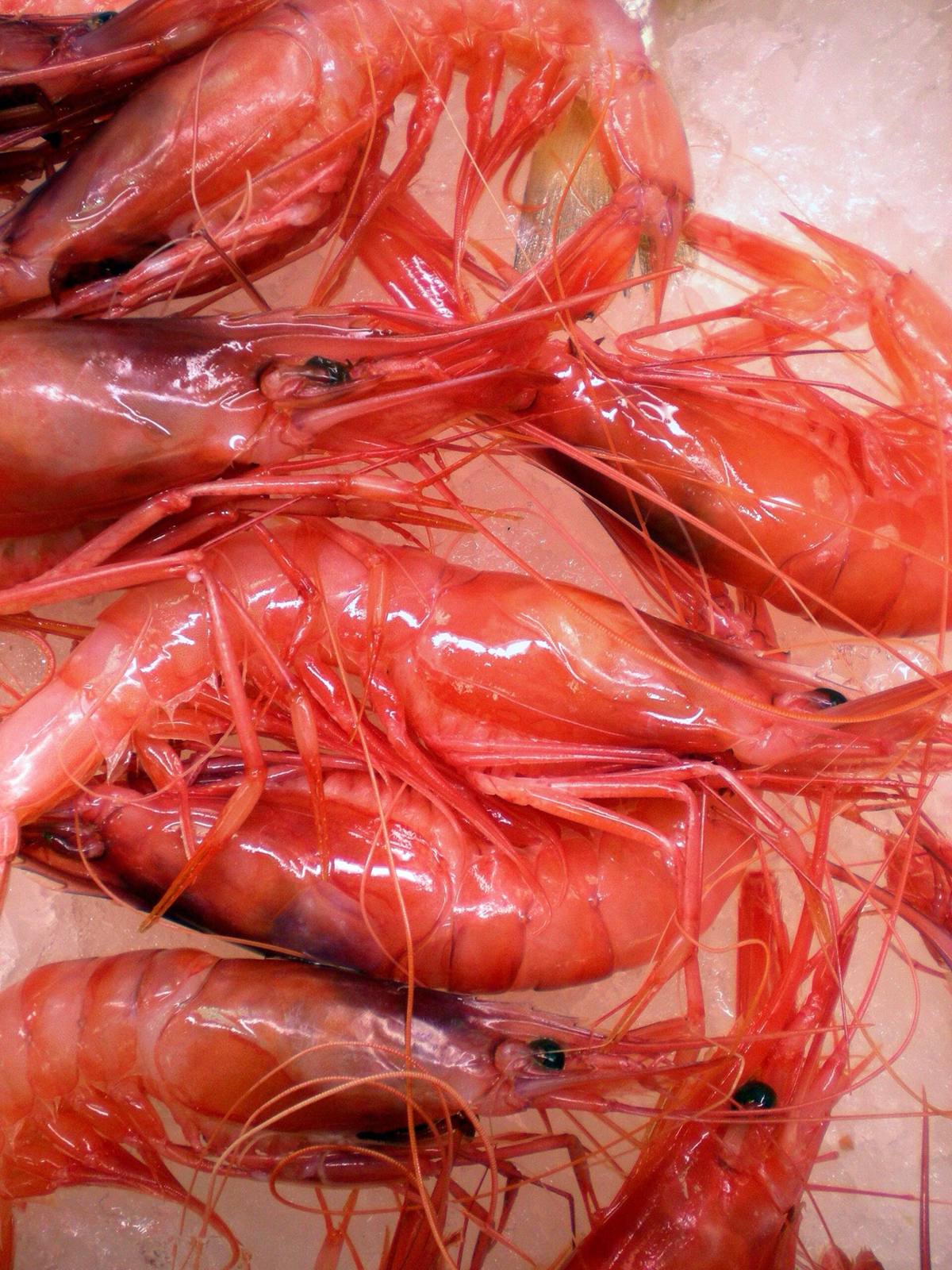Gamba